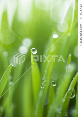 Grass and dew 70593258