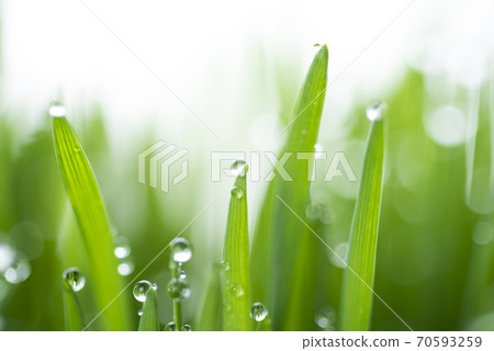 Grass and dew Grass and dew 70593259