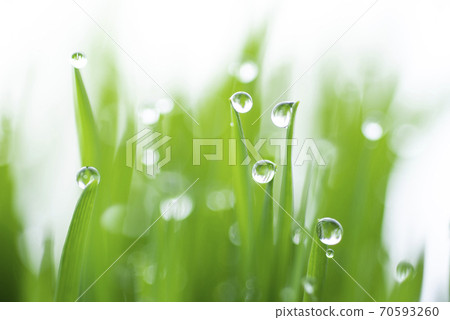 Grass and dew Grass and dew 70593260