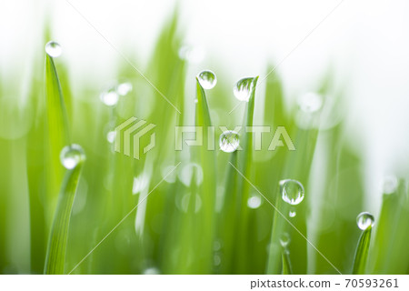 Grass and dew 70593261