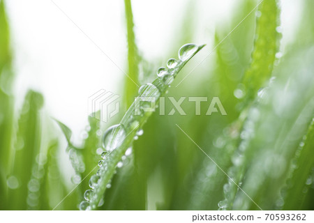 Grass and dew 70593262