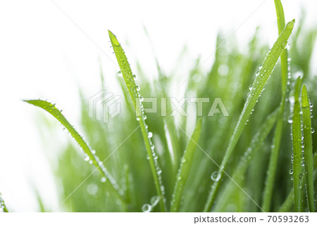 Grass and dew 70593263
