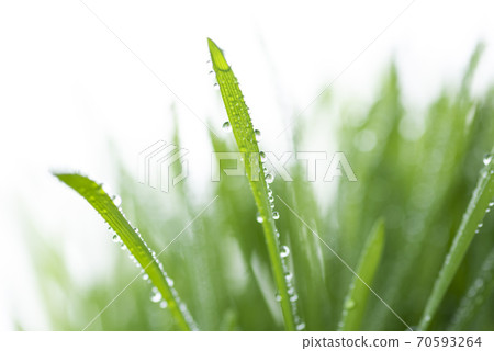 Grass and dew Grass and dew 70593264
