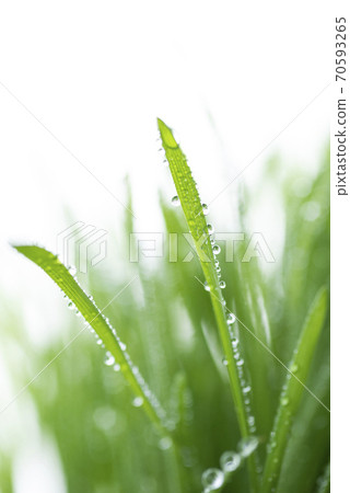 Grass and dew Grass and dew 70593265