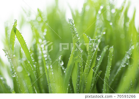 Grass and dew Grass and dew 70593266