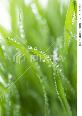 Grass and dew 70593268