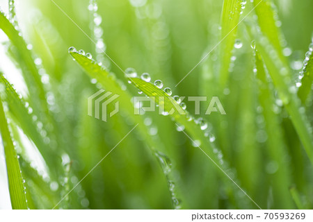 Grass and dew Grass and dew 70593269
