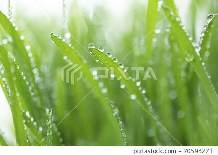 Grass and dew Grass and dew 70593271