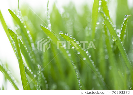 Grass and dew Grass and dew 70593273