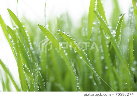 Grass and dew Grass and dew 70593274