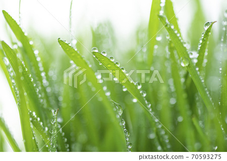Grass and dew 70593275