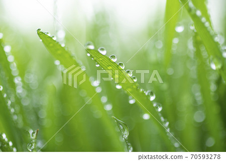 Grass and dew Grass and dew 70593278