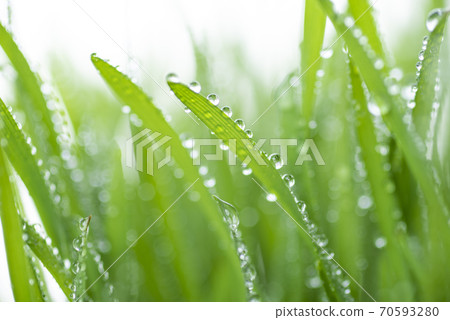 Grass and dew 70593280