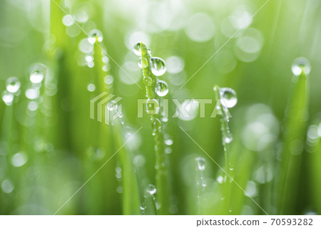 草和露水 70593282