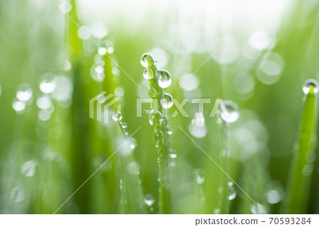 草和露水 草和露水 70593284