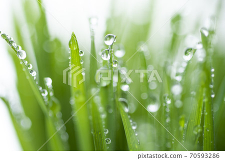 Grass and dew Grass and dew 70593286