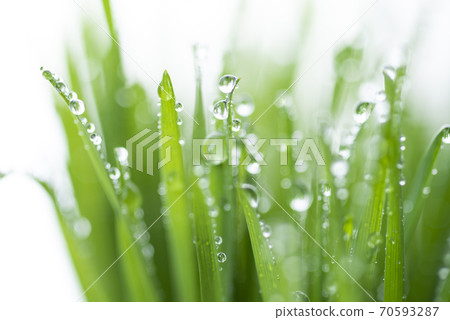 Grass and dew Grass and dew 70593287