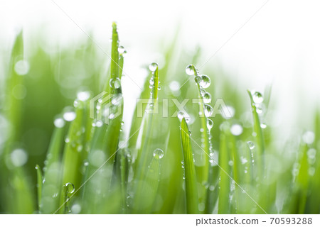 Grass and dew Grass and dew 70593288