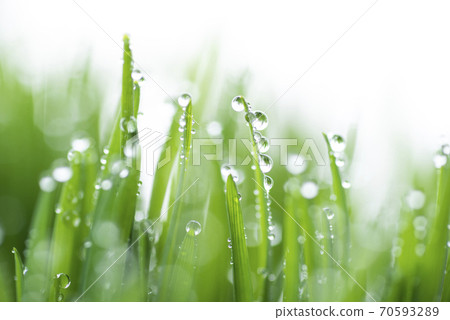 Grass and dew Grass and dew 70593289