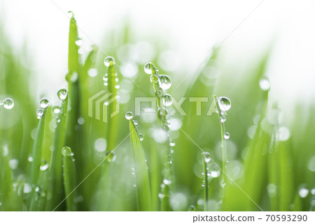 Grass and dew Grass and dew 70593290