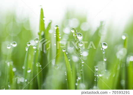 Grass and dew Grass and dew 70593291