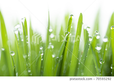 Grass and dew Grass and dew 70593292