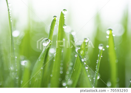 Grass and dew Grass and dew 70593293