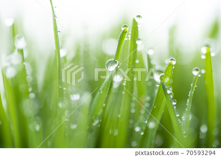 Grass and dew Grass and dew 70593294