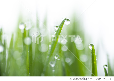 Grass and dew Grass and dew 70593295