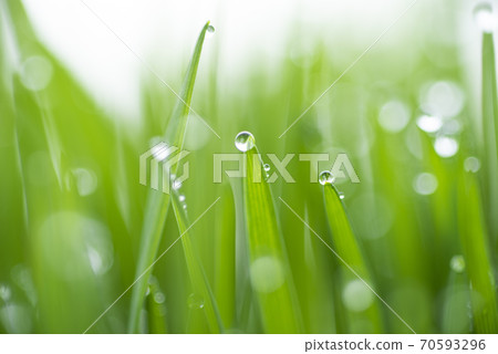草和露水 70593296