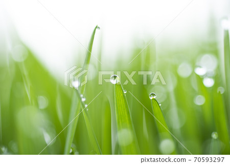 Grass and dew Grass and dew 70593297