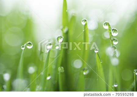 Grass and dew Grass and dew 70593298
