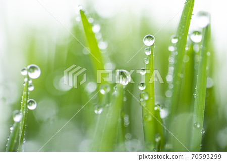 Grass and dew Grass and dew 70593299