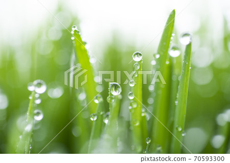 Grass and dew Grass and dew 70593300