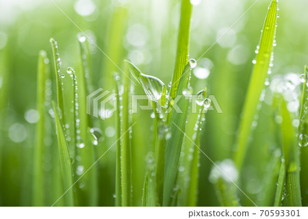 草和露水 草和露水 70593301