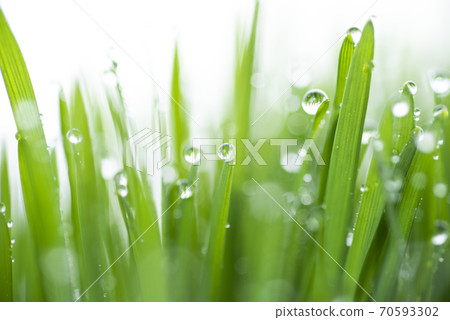 Grass and dew Grass and dew 70593302