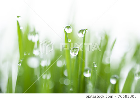 Grass and dew Grass and dew 70593303
