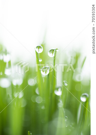 Grass and dew Grass and dew 70593304