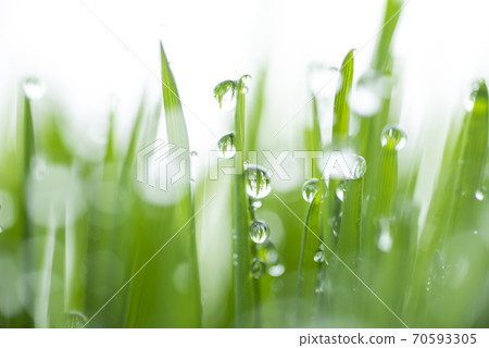 Grass and dew Grass and dew 70593305