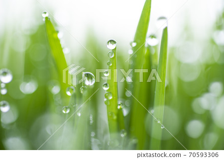Grass and dew Grass and dew 70593306
