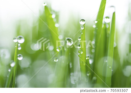 Grass and dew Grass and dew 70593307
