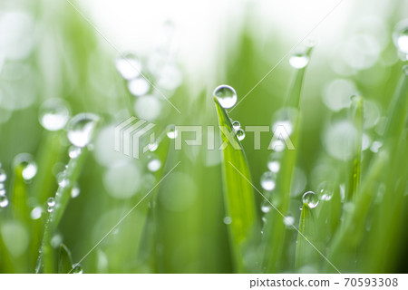 草和露水 70593308