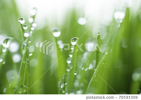 Grass and dew Grass and dew 70593309