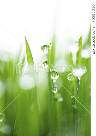 Grass and dew Grass and dew 70593310