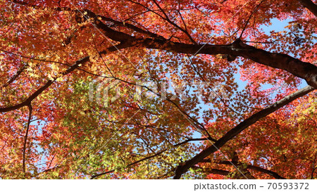 Autumn leaves of Konami River 70593372