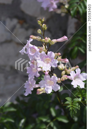 Pink trumpet vine 70593403
