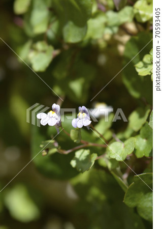 Kenilworth Ivy 70593405