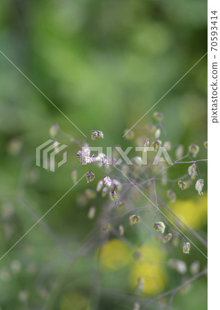 Common quaking grass 70593414