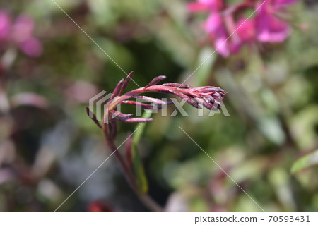 Pink Gaura Pink Gaura 70593431