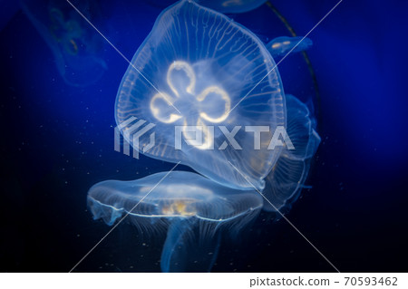 Common jellyfish underwater close-up view Common jellyfish underwater close-up view 70593462